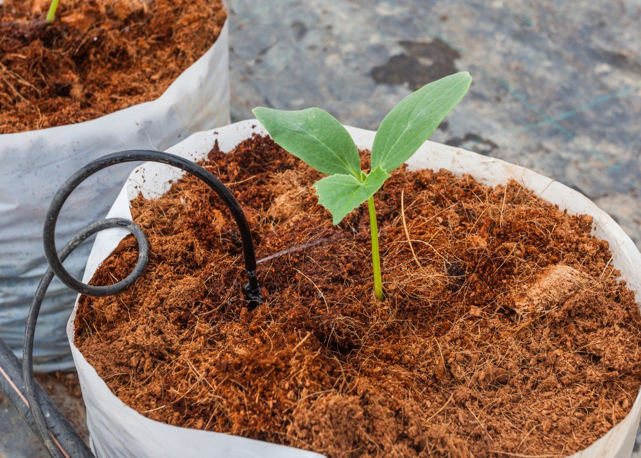 Evelinore Sentika Group