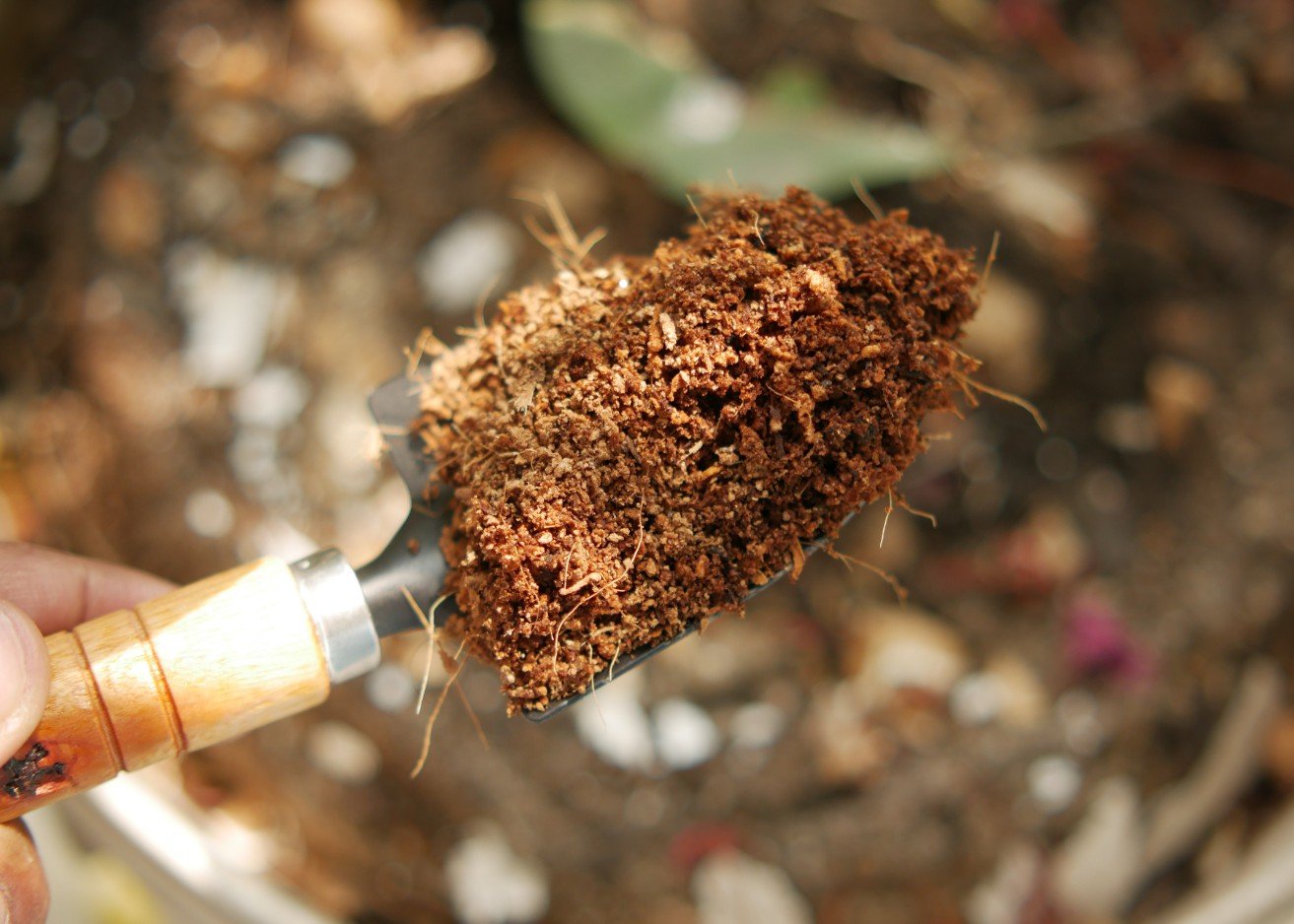 Evelinore Sentika Group