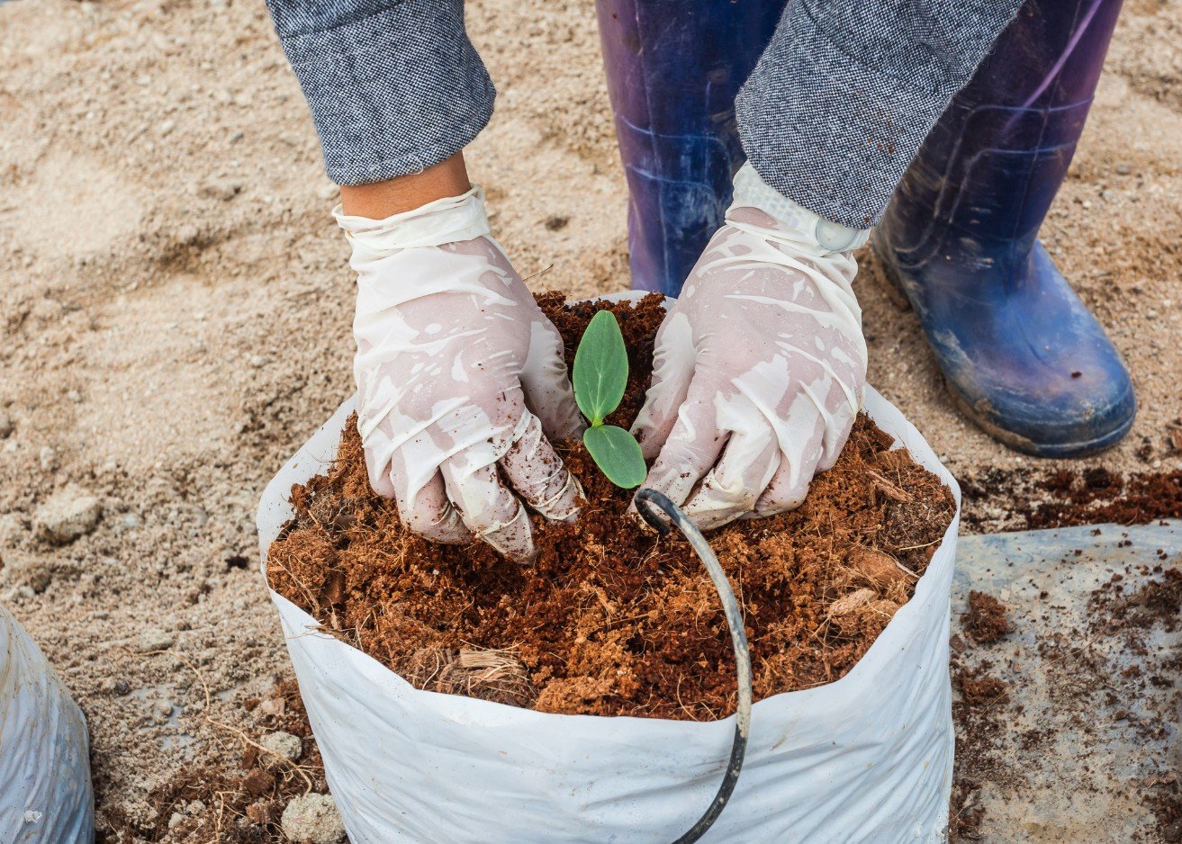 Evelinore Sentika Group