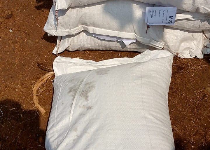 PT Evelinore photo 10