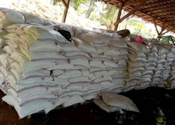 PT Evelinore photo 11