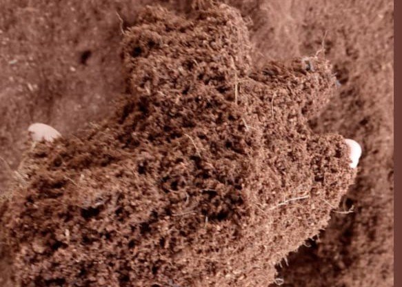 PT Evelinore photo 9